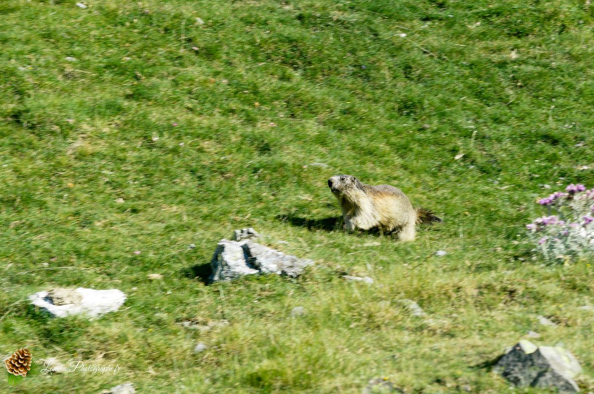🌄 L'Épique Silence de Troumouse : Grandeur UNESCO et Respect Montagnard
