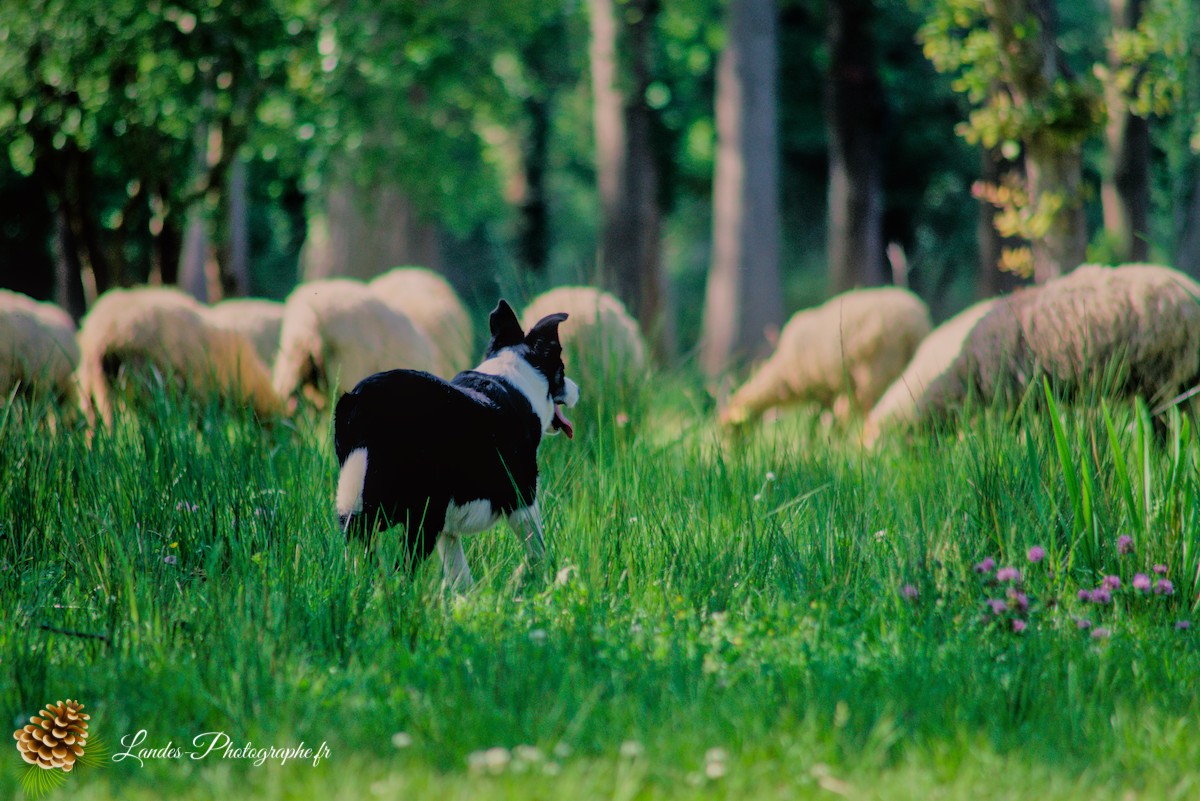 🐑 Écopâturage au Lac de Soustons : Le Retour des Solognotes avec la Bergère Jeanne