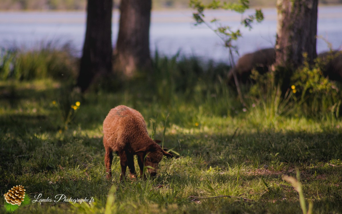 🐑 Écopâturage au Lac de Soustons : Le Retour des Solognotes avec la Bergère Jeanne