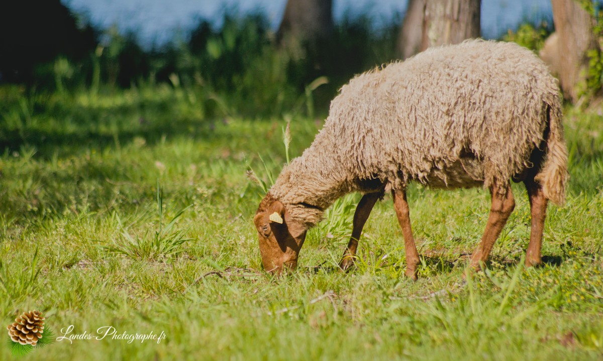 🐑 Écopâturage au Lac de Soustons : Le Retour des Solognotes avec la Bergère Jeanne
