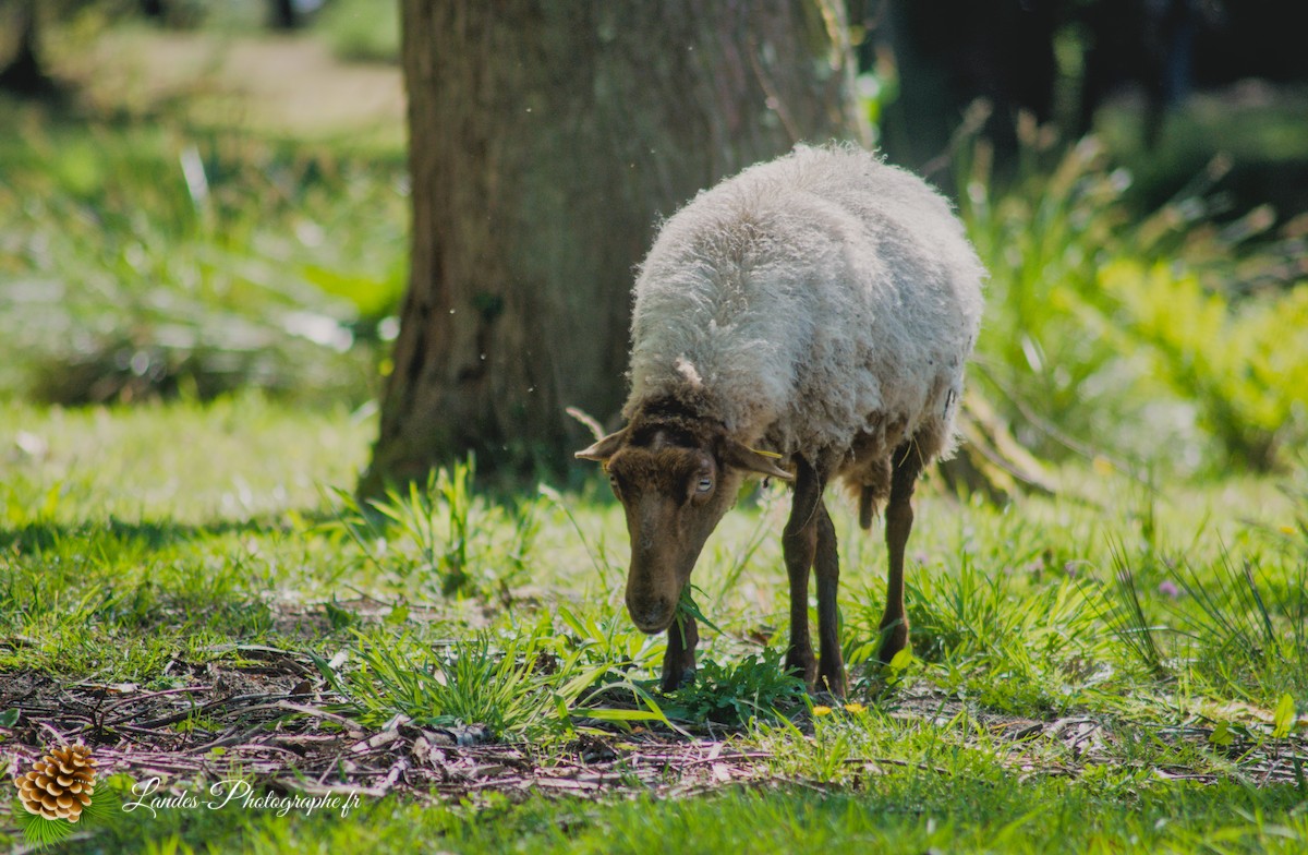 🐑 Écopâturage au Lac de Soustons : Le Retour des Solognotes avec la Bergère Jeanne