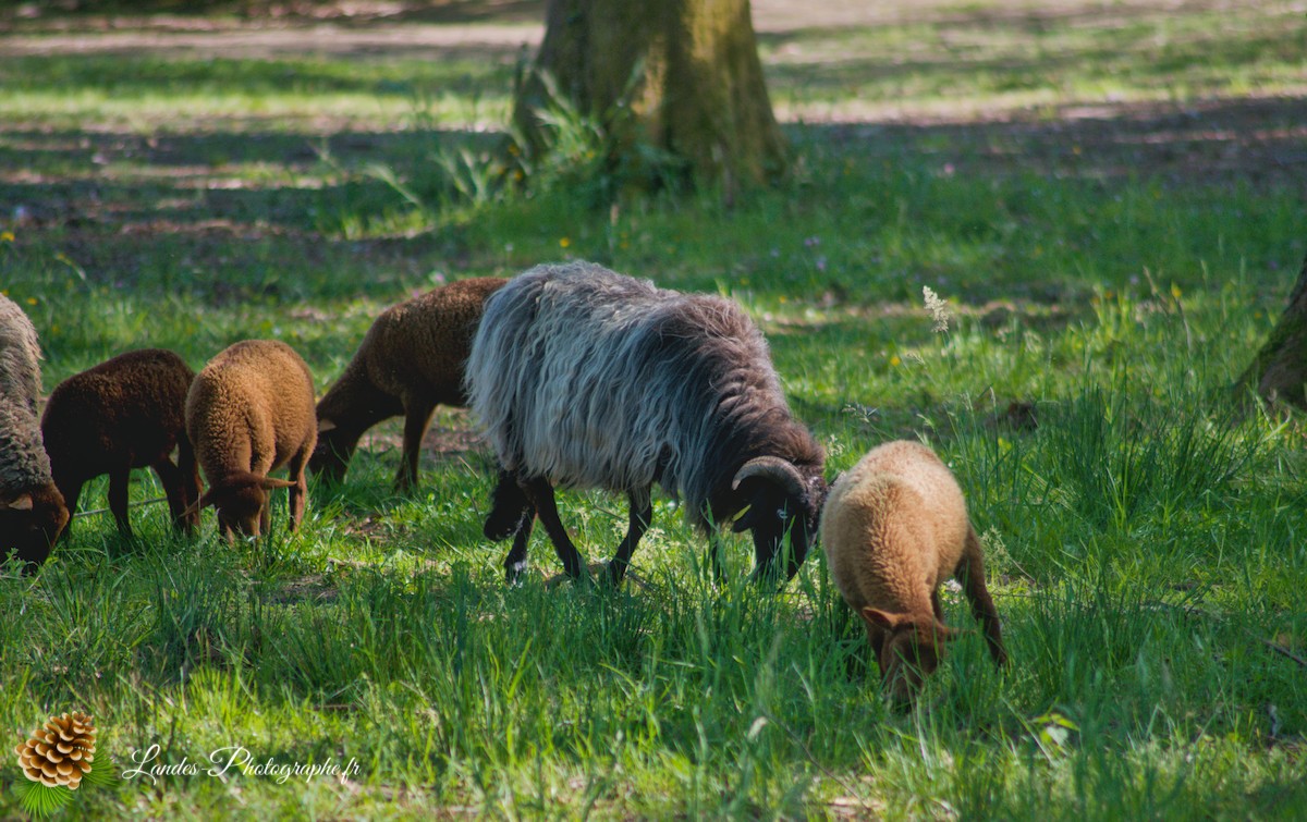 🐑 Écopâturage au Lac de Soustons : Le Retour des Solognotes avec la Bergère Jeanne