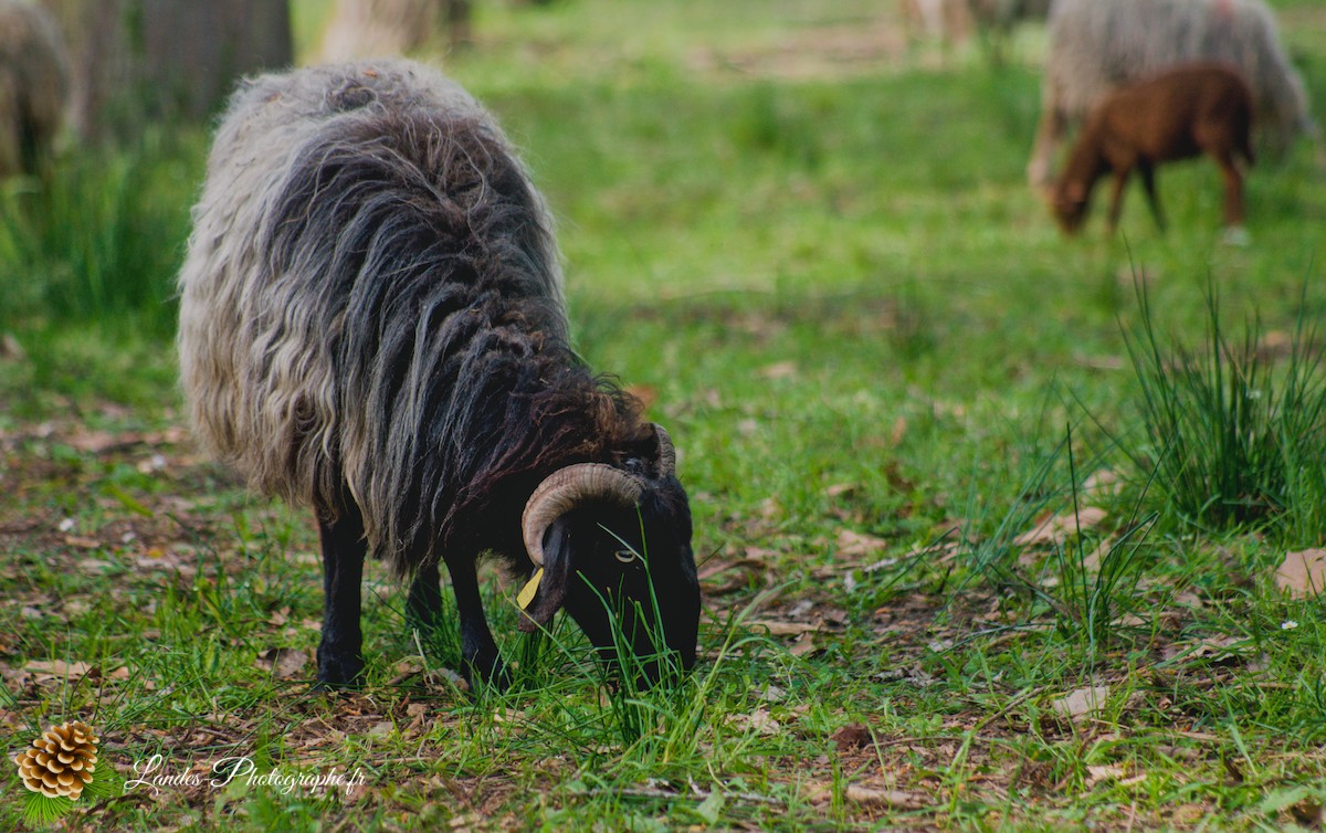 🐑 Écopâturage au Lac de Soustons : Le Retour des Solognotes avec la Bergère Jeanne