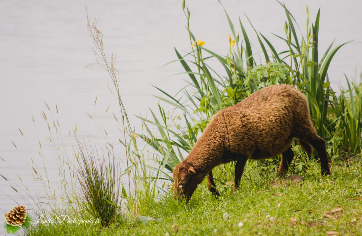 🐑 Écopâturage au Lac de Soustons : Le Retour des Solognotes avec la Bergère Jeanne