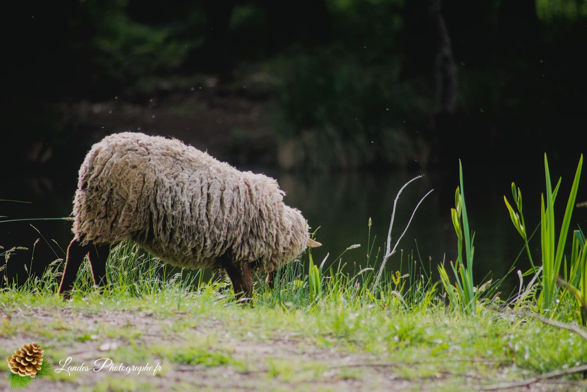 🐑 Écopâturage au Lac de Soustons : Le Retour des Solognotes avec la Bergère Jeanne