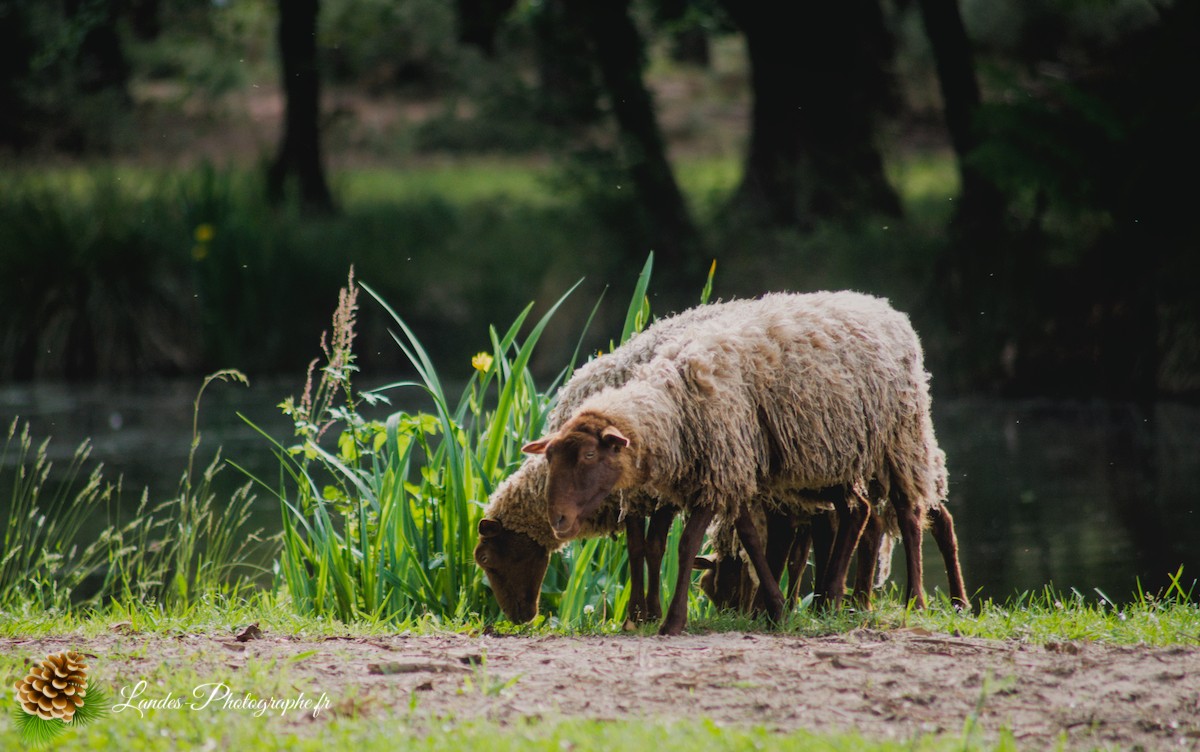 🐑 Écopâturage au Lac de Soustons : Le Retour des Solognotes avec la Bergère Jeanne