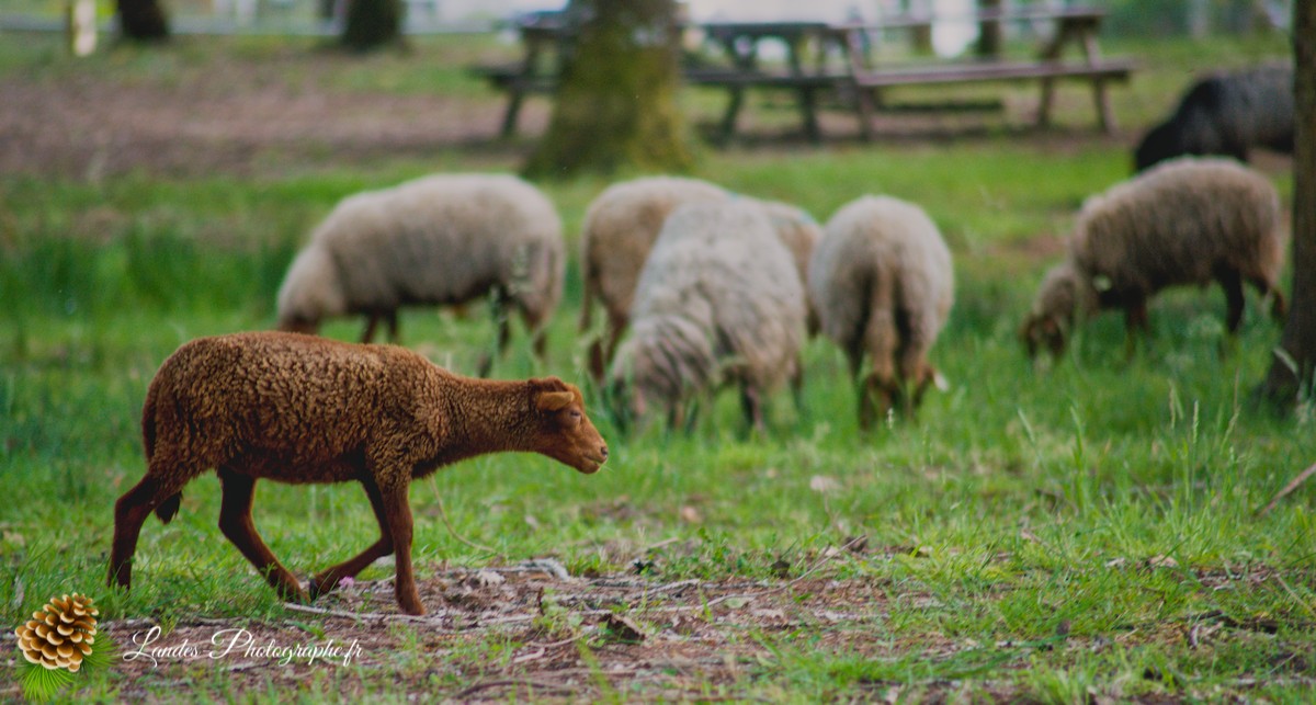 🐑 Écopâturage au Lac de Soustons : Le Retour des Solognotes avec la Bergère Jeanne