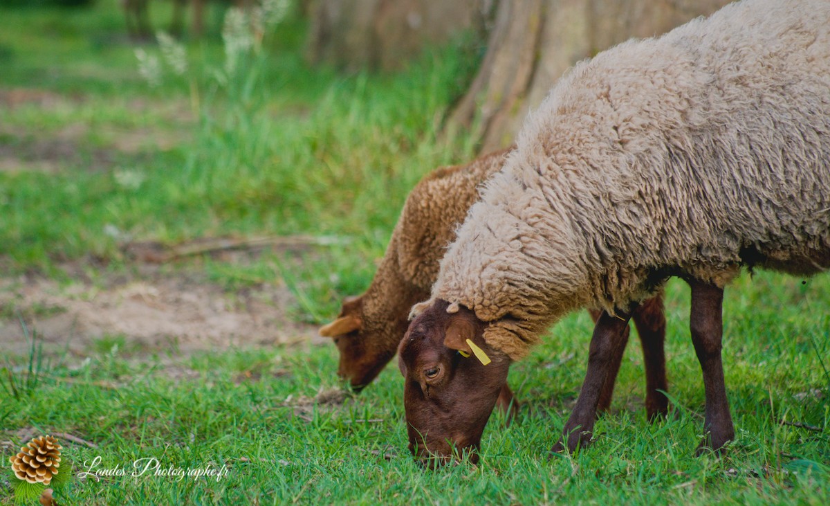 🐑 Écopâturage au Lac de Soustons : Le Retour des Solognotes avec la Bergère Jeanne