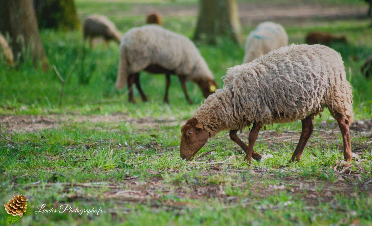 🐑 Écopâturage au Lac de Soustons : Le Retour des Solognotes avec la Bergère Jeanne