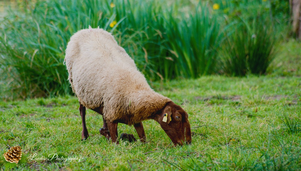 🐑 Écopâturage au Lac de Soustons : Le Retour des Solognotes avec la Bergère Jeanne