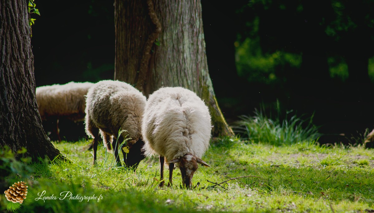 🐑 Écopâturage au Lac de Soustons : Le Retour des Solognotes avec la Bergère Jeanne