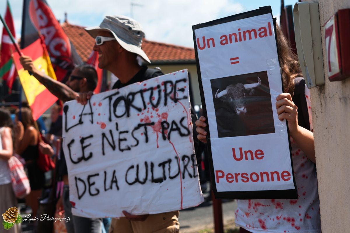 ✊ Manifestation pour l’Abolition de la Corrida : L’Engagement au Cœur de Tyrosse